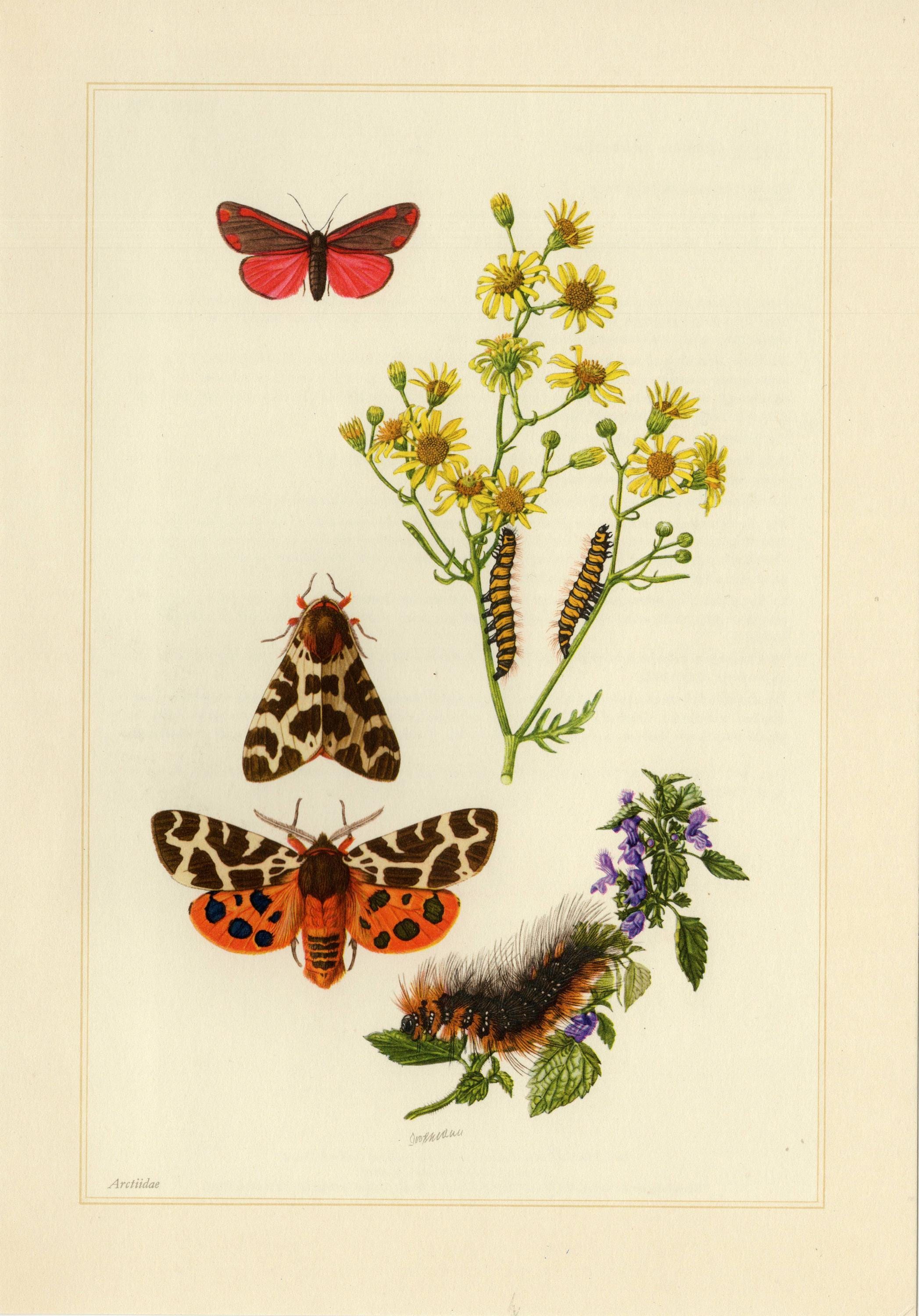 MOTH PRINT cinnabar moth garden tiger moth great tiger moth vintage lithograph from 1956