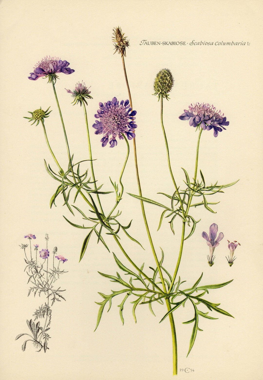 PINCUSHION FLOWER PRINT Vintage Lithograph From 1954 Etsy