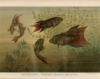 PARADISE FISCH PRINT antike Lithographie von 1906