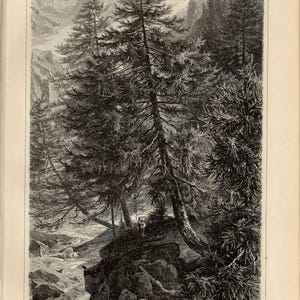 LARCH TREE PRINT Engraving from 1897
