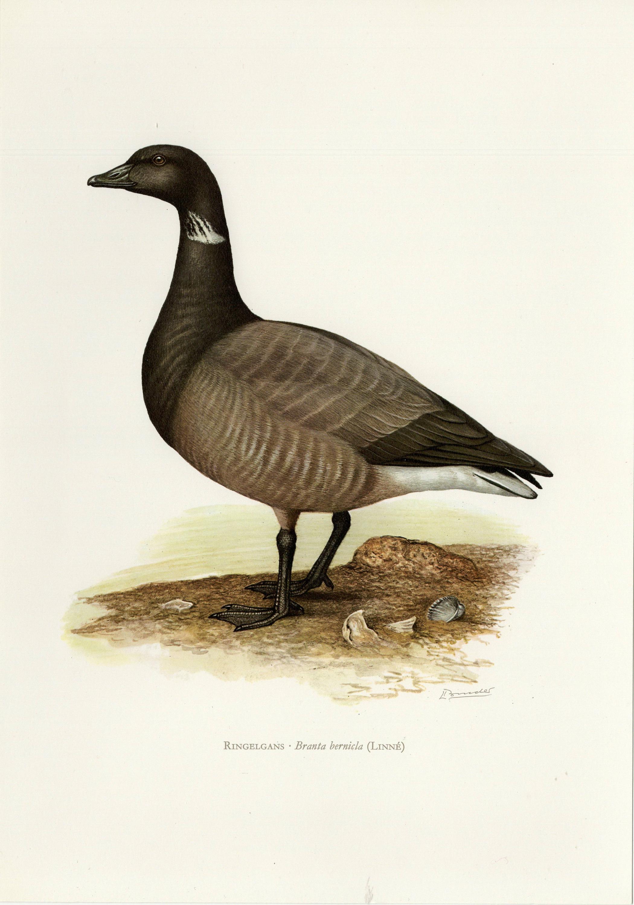 BRANT BRENT GOOSE Vintage lithograph from 1956