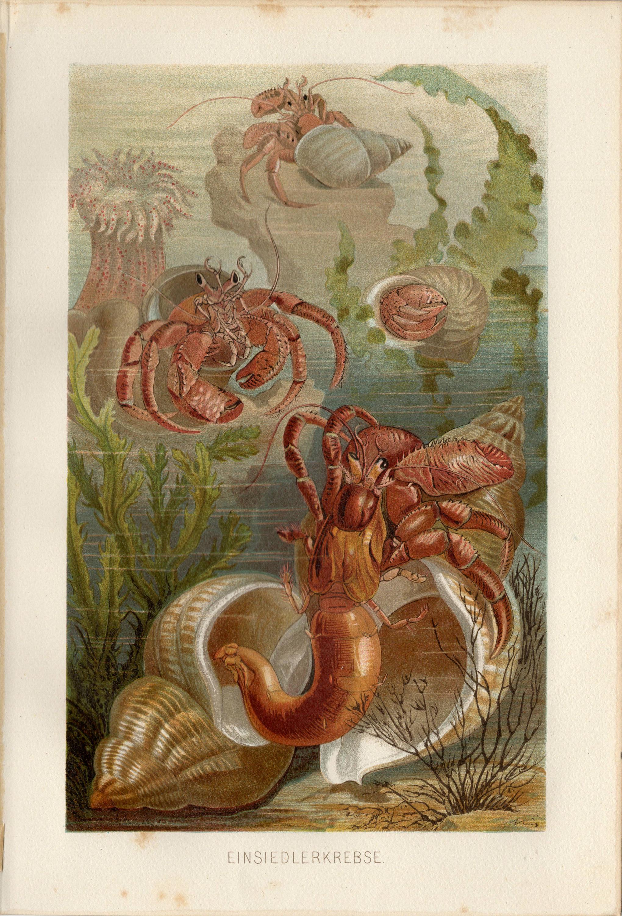 アンティーク　絵画 隠者蟹の版画 1893年のアンティークリトグラフ - Etsy 日本