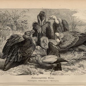 May include: An antique black and white illustration of several vultures in a natural setting. The image features detailed depictions of the birds, with text in German at the bottom. The artwork is a vintage print.