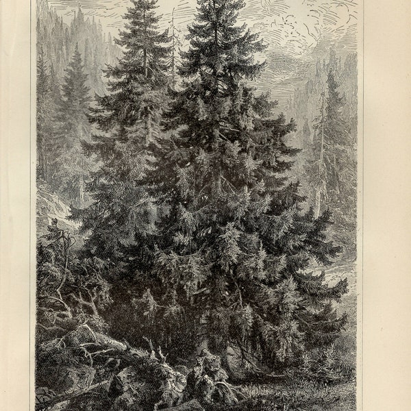 NORWAY SPRUCE TREE Engraving from 1908