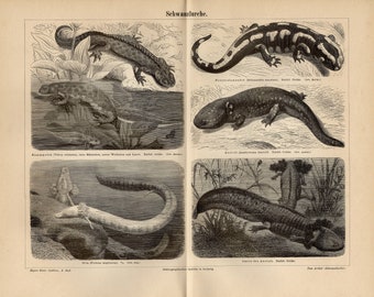 SALAMANDER DRUCK Kupferstich von 1886