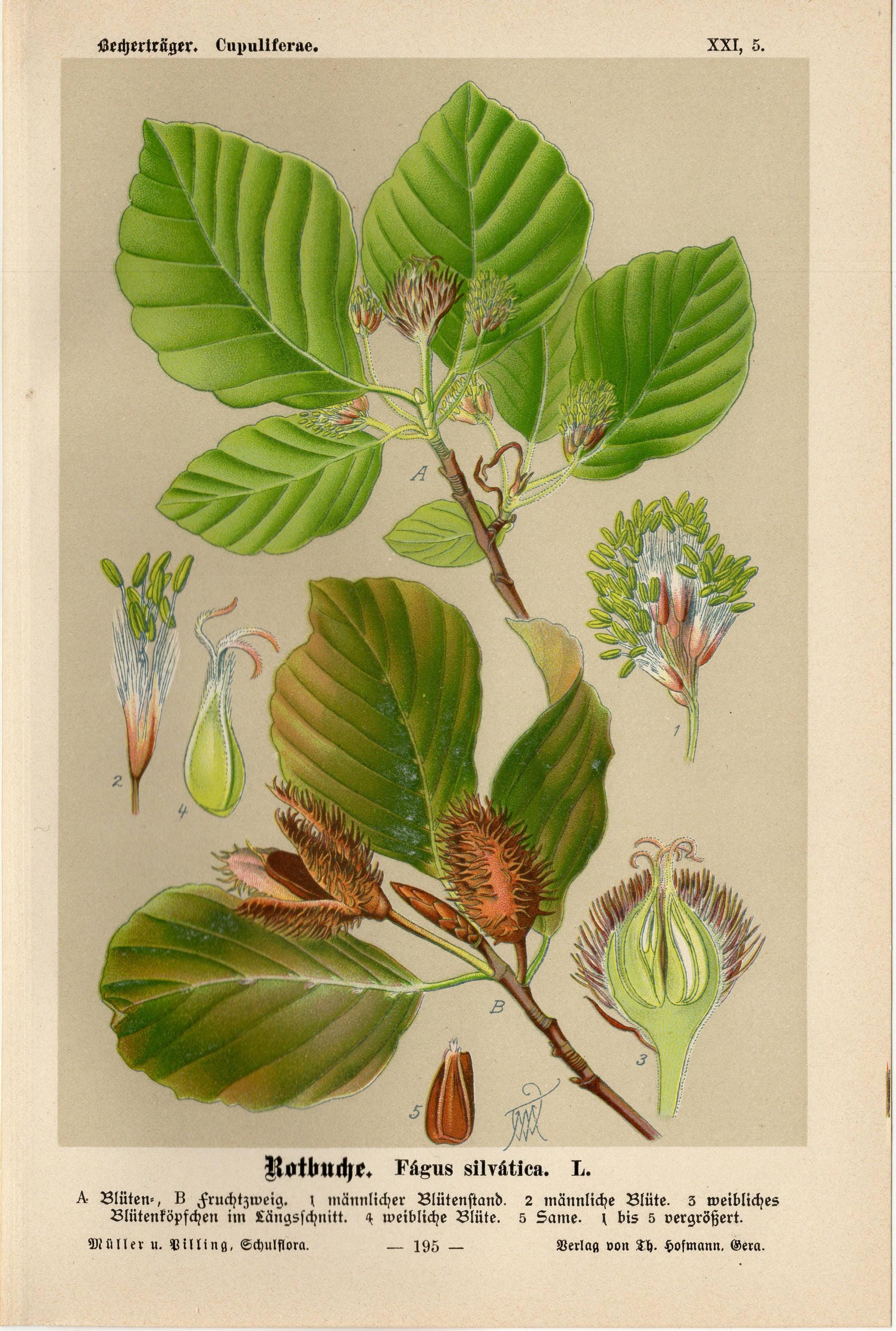 BEECH TREE Print Vintage Lithograph From 1894 - Etsy