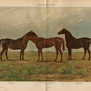 FAMOUS HORSE PRINT Antique lithograph from 1895