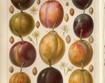 PLUM PLUMS FRUIT Antique Lithograph from 1897