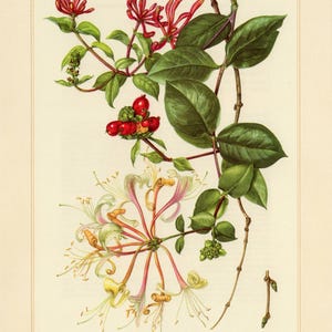 HONEYSUCKLE PRINT Vintage lithograph from 1958