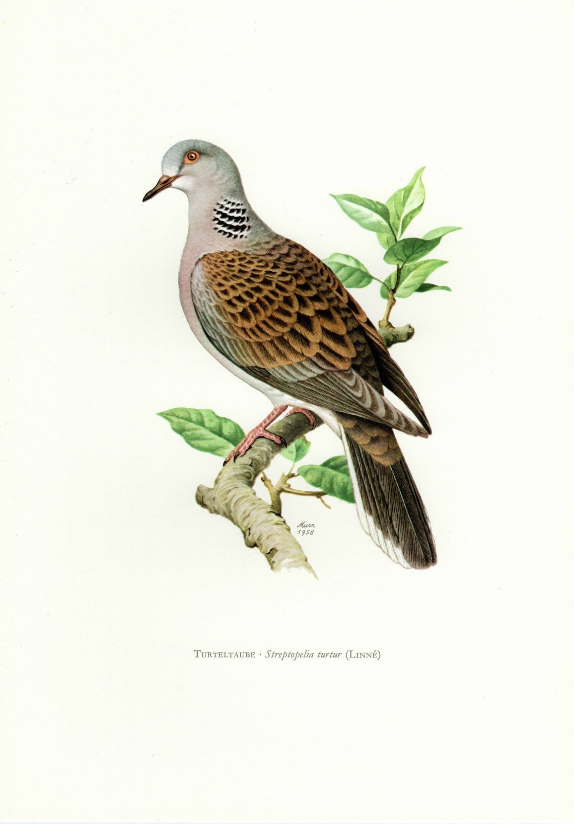 TURTLE DOVE BIRD Vintage lithograph from 1958 Etsy