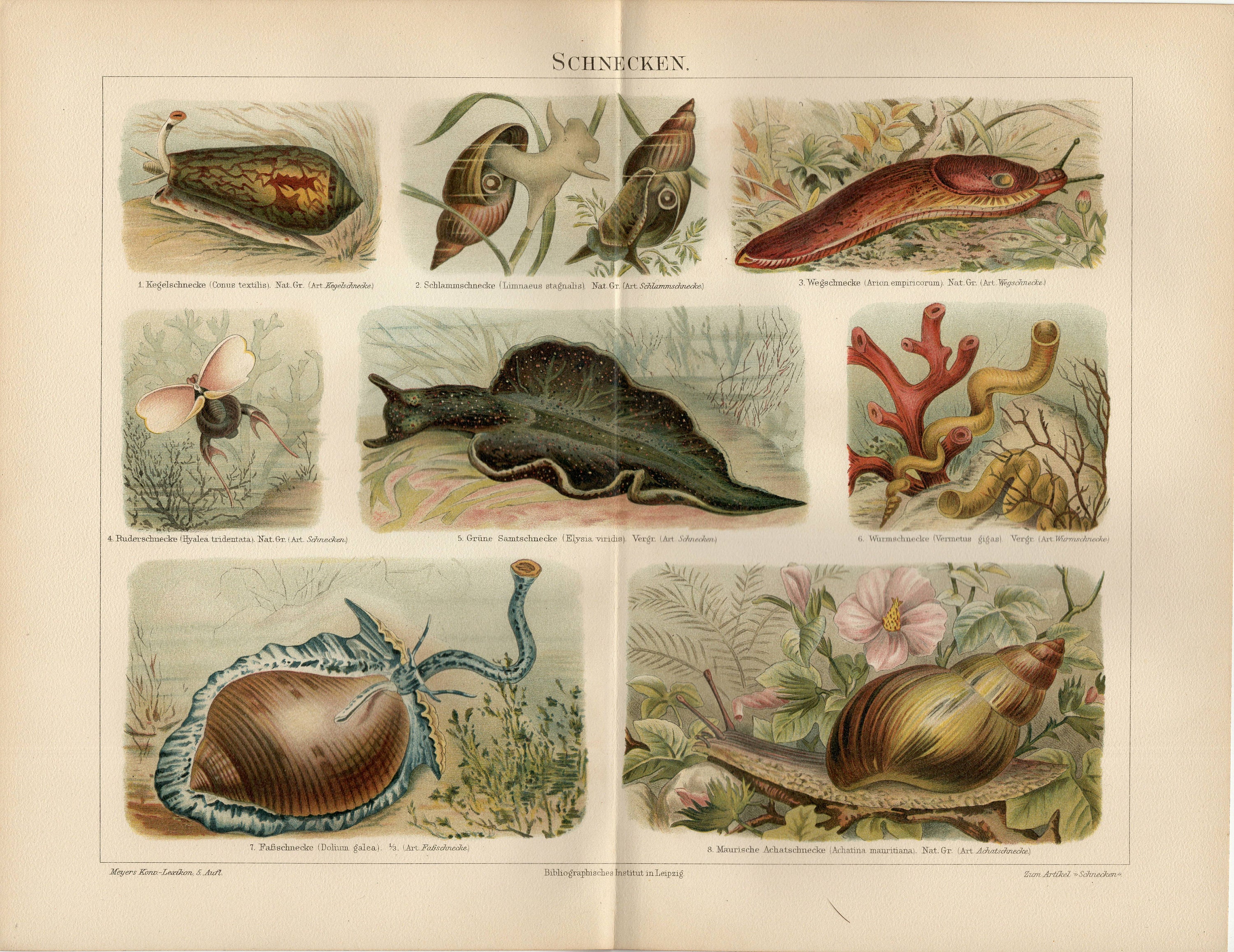 Pond Snails for sale Only 2 left at 70