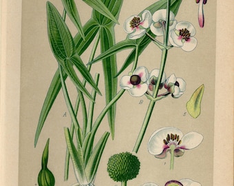 PUNTA DE FLECHA Impresión Litografía vintage de 1894