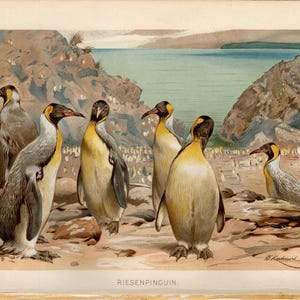 May include: Vintage illustration of several penguins standing on a rocky shore, with a body of water and cliffs in the background. The penguins have yellow, black, and white plumage. The text "RIESENPINGUIN" is at the bottom.