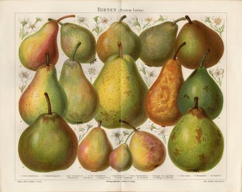 ESTAMPADO DE FRUTA DE PERA Litografía antigua de 1893