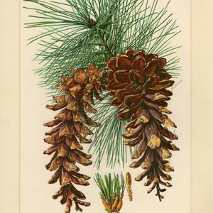 Può includere: Illustrazione botanica di un ramo di pino con due grandi pigne marroni e aghi verdi. L'immagine include un'illustrazione più piccola di aghi e coni di pino, con il testo "WEYMOUTHS-KIEFER - Pinus strobus L."