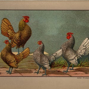 Litografía vintage de POLLO SEBRIGHT de 1899