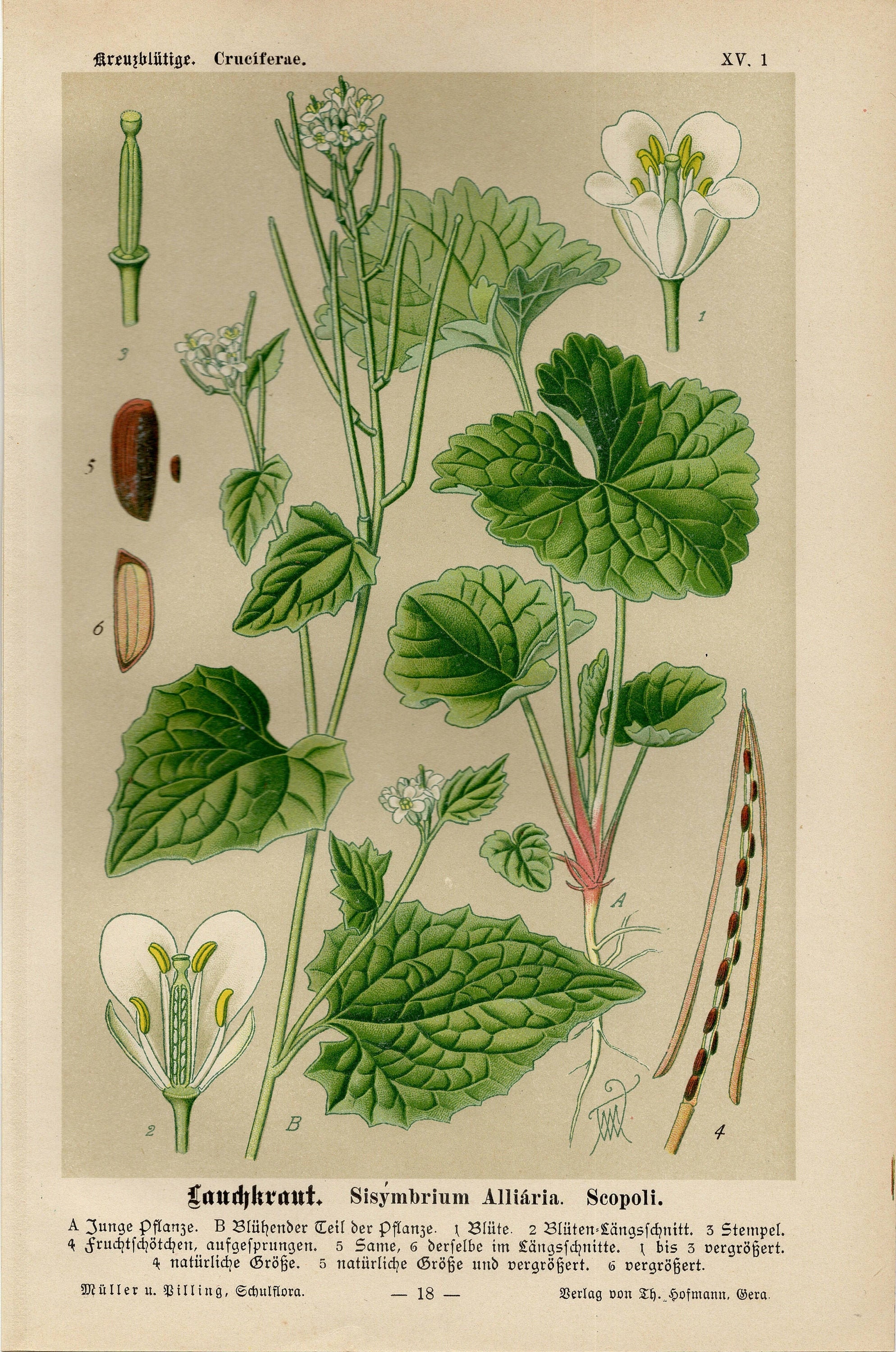 GARLIC MUSTARD FLOWER Litografía vintage de 1894 Etsy