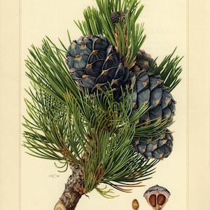 Puede incluir: Ilustración botánica de una rama de pino con agujas verdes y varias piñas azul oscuro. La imagen incluye una sección transversal de la rama y semillas, con el texto "Zirbelkiefer - Pinus cembra L."