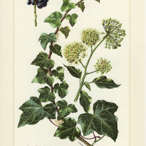 Può includere: Illustrazione botanica di edera comune (Hedera helix L.) con foglie verde scuro, grappoli di piccoli fiori verde chiaro e un grappolo di bacche blu scuro. Sfondo color crema.
