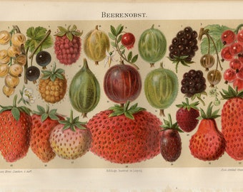 BERRY BERRIES PRINT Antique lithograph from 1895
