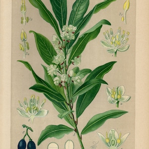 LAUREL BAY TREE Print Vintage lithograph from 1894