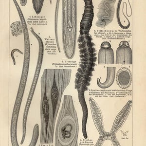May include: Detailed black and white illustration of various worms, including tapeworms, roundworms, and flukes. The image is labeled with scientific names and includes magnified views of different worm parts. The image is from a scientific textbook.