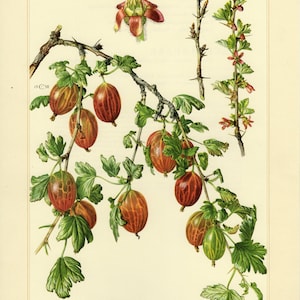 GOOSEBERRY Vintage lithograph from 1958