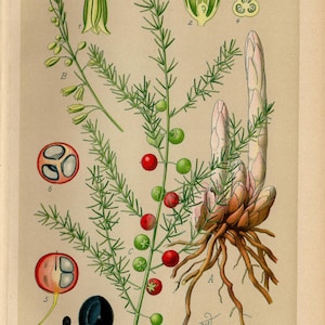 ASPARAGUS Print Vintage lithograph from 1894