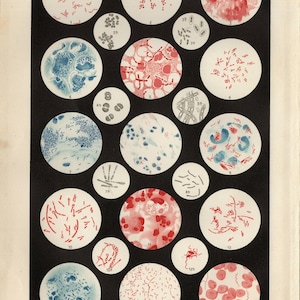 BACTERIA GERM BIOLOGY Antique Lithograph from 1903