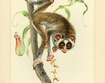 RED SLENDER LORIS vintage lithograph from 1956