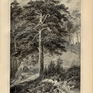 PINE TREE Antique Engraving from 1905