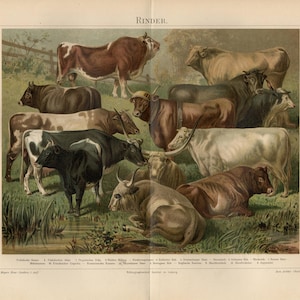 May include: An antique print depicting various breeds of cattle grazing in a field. The cows are in shades of brown, black, white, and tan. The German word "Rinder" is printed at the top. A wooden fence is visible in the background.