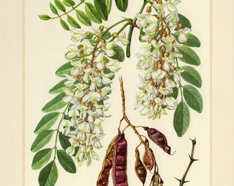 IMPRESIÓN DE ALANGOSTA NEGRA Litografía vintage de 1958