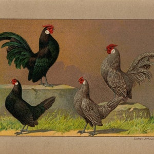 Litografía vintage de pollo ROSENKAMMIGE BANTAM de 1899