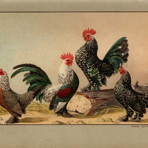 POLLO FEDERFÜSSIGE BANTAM Litografía vintage de 1899