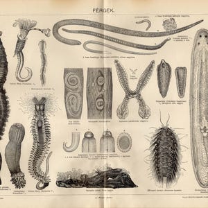 May include: A vintage scientific illustration featuring detailed black and white drawings of various worm species. The image includes different types of worms, such as segmented, flat, and parasitic varieties, with labels in a foreign language. The paper has a yellowed, aged appearance.