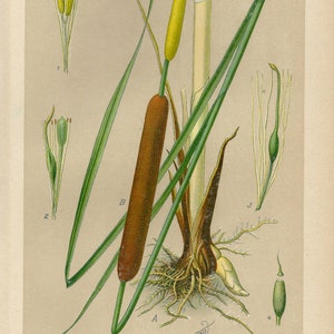May include: Botanical illustration of Typha latifolia, or cattail, with detailed drawings of its parts. The image features a brown, cylindrical flower spike, green leaves, and root structure, with text in German.