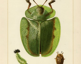 TORTOISE BEETLE PRINT Vintage lithograph from 1955