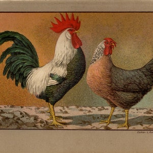 SILVER LEGHORN Chicken Vintage Lithograph from 1899