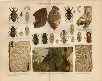 BEETLE PRINT Antique lithograph from 1897