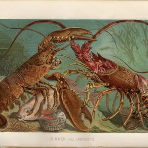 LOBSTER PRINT antique lithograph from 1892