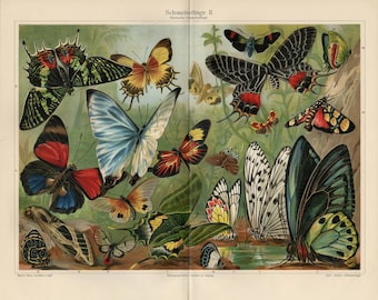 BUTTERFLY PRINT Antique lithograph from 1907