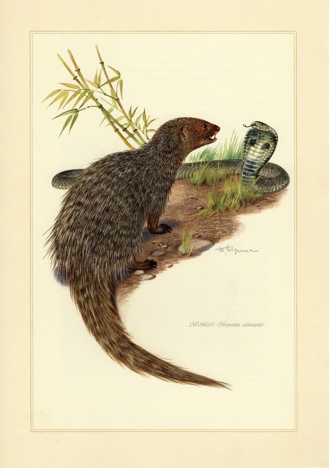 EGYPTIAN MONGOOSE vintage lithograph from 1956 image 0