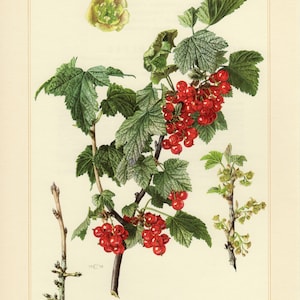 REDCURRANT PRINT Vintage lithograph from 1958
