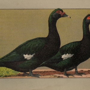 MUSCOVY DUCK Vintage Lithograph from 1899