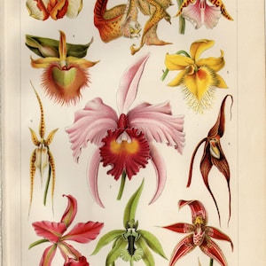 ORCHIDEE DRUCK Antike Lithographie von 1906