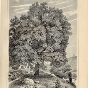 ASH TREE PRINT Engraving from 1904