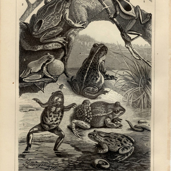 FROGS TOADS PRINT Engraving from 1905