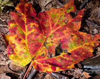 Fall Photography - Nature Photography - Landscape Photography  - Fall Season Photography - Color Photography