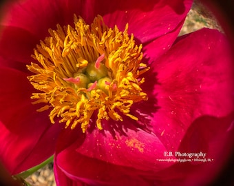 Pink Peony Photography - Flower Photography - Peony Photography - Nature Photography